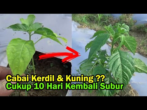 Video: Kawalan Kerdil Kuning Barli – Cara Merawat Barli Dengan Gejala Kerdil Kuning