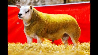 Lots 89 - 92 - 4 X Doses Knap Hammerhead