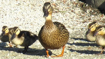 Mama Duck CALLING BABIES Protects Her Ducklings