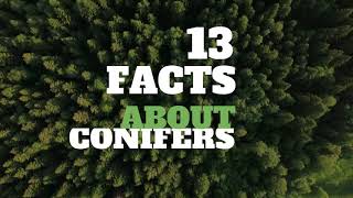 13 Amazing Facts About Conifers  HD Video