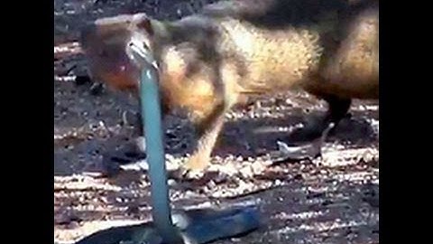 Mongoose vs Black Mamba snake FACEOFF