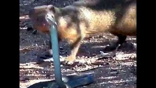 Mongoose vs Black Mamba snake FACEOFF