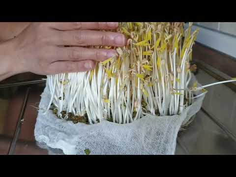 How To Grow Super Long  Mung Bean Sprouts || Cara Menumbuhkan Toge Sampai 15 cm