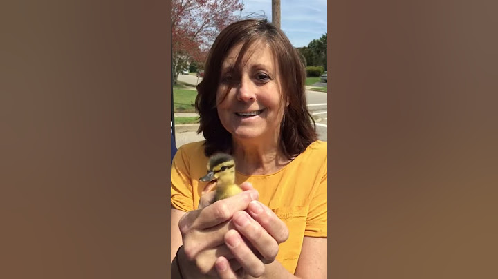 Couple Saves Baby Ducklings From Storm Sewer
