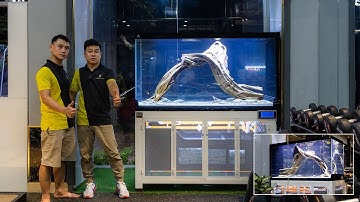 [Trailer] HỒ CÔNG NGHỆ Set Layout CHƠI CÁ CẦU VỒNG - Ống Cam Trắng tại Buôn Mê Thuột