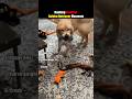 Ranking Goofiest Golden Retriever Moments