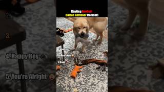 Ranking Goofiest Golden retriever moments
