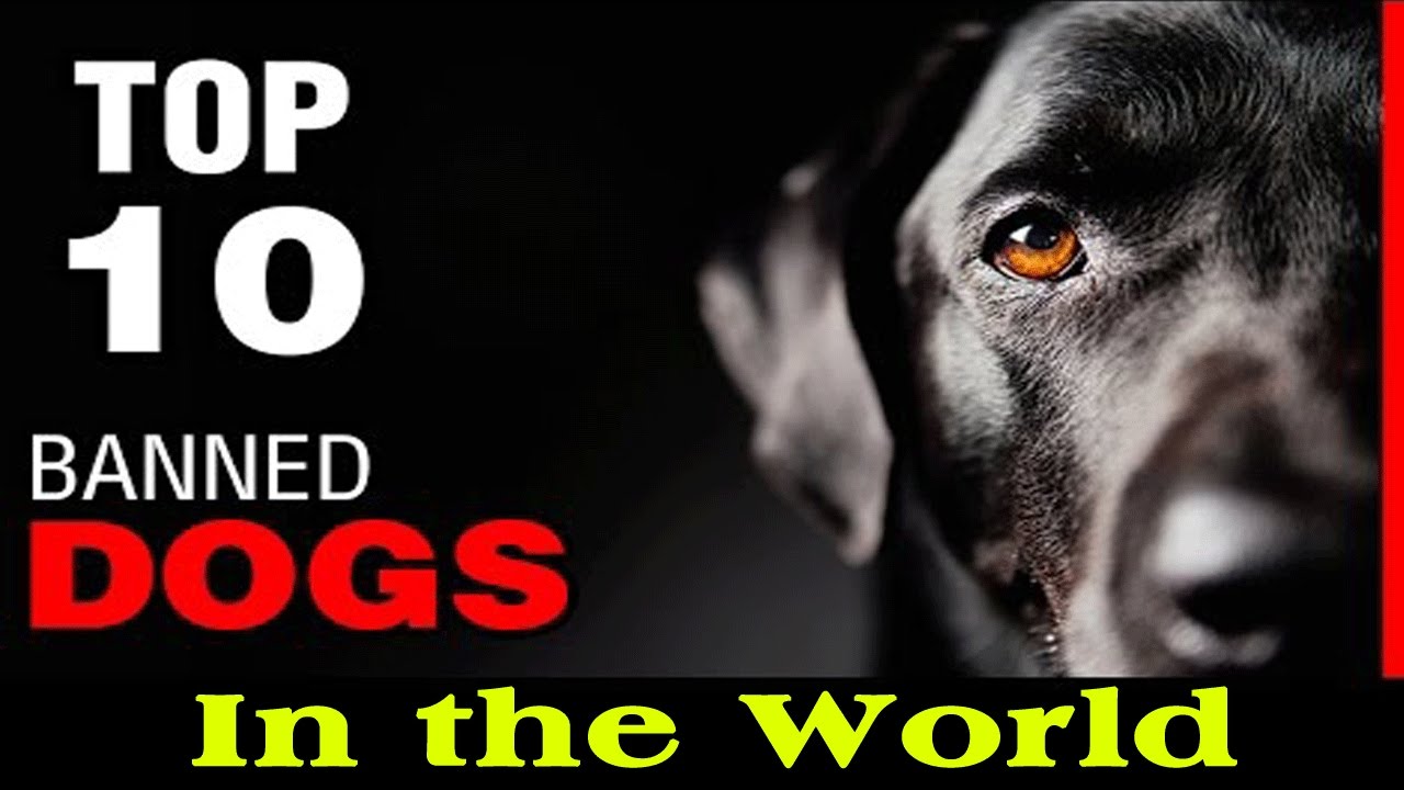 TOP 10 BANNED DOG BREEDS IN THE WORLD THE AMAZING THINGS YouTube