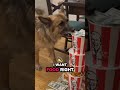 Does your pet also think your food is THEIR food? 🤣👇 #dog #funny #dogmeme #dogphotos #memes #viral