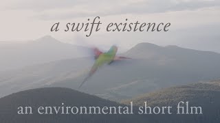 a swift existence | an environmental short film