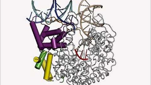 T7 RNA Polymerase Promoter-Binding Domain Changes during Early Transcription