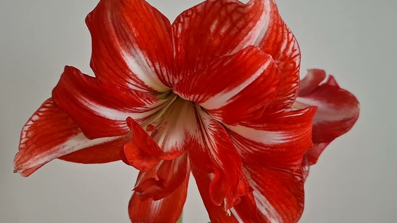 Огляд гіпеаструма Паті Німф💚