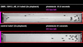 GMR_12H12_AE_01_shi_Zeus_20110427T125712 phototaxis (seq4)