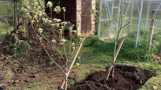 Ant’s Allotment - Planting Apple and pear trees
