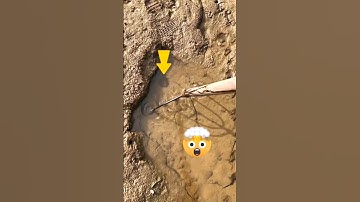 Turtle Catching In The Nest। #fishing #turtle #catch
