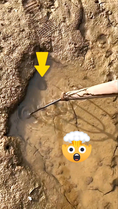 Turtle Catching In The Nest। #fishing #turtle #catch