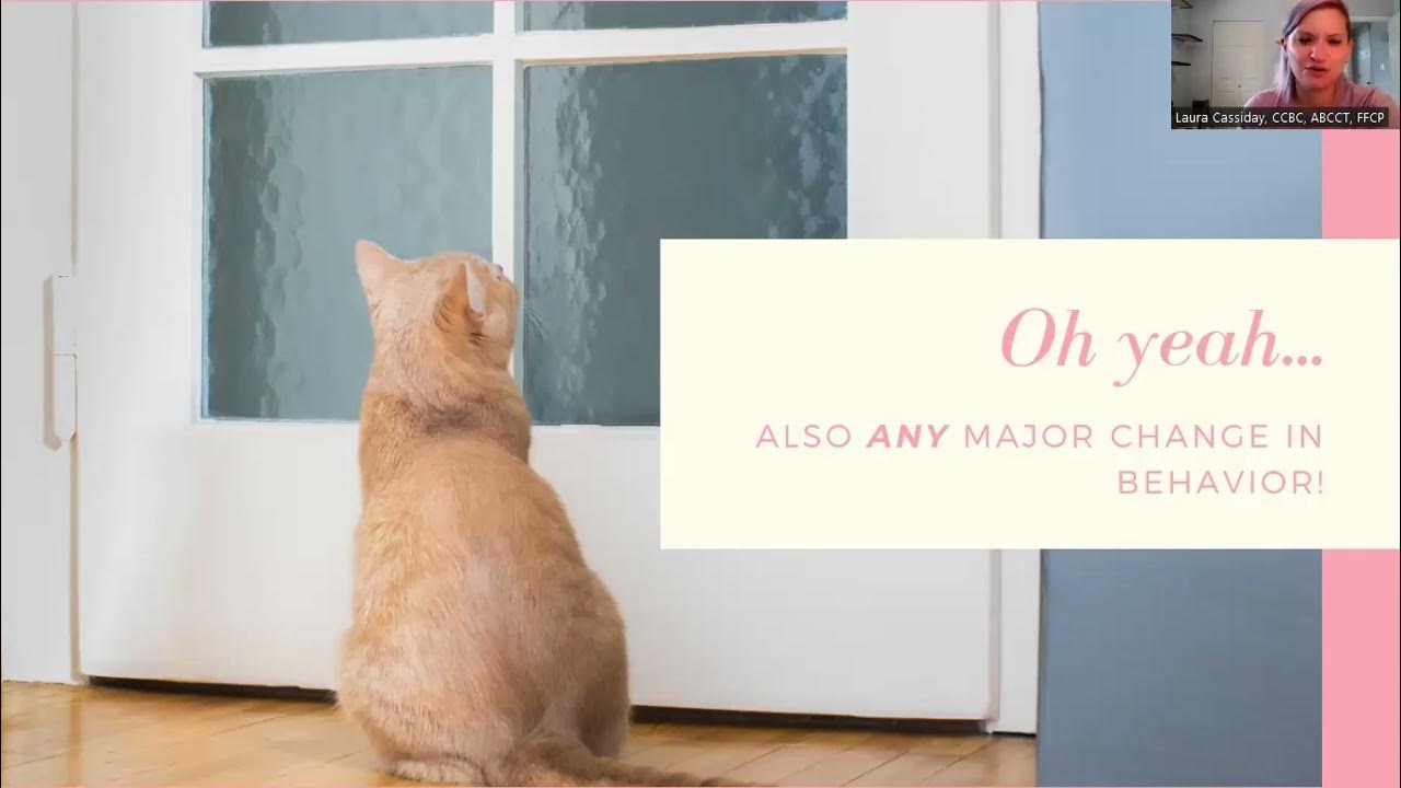 Is My Cat Happy? YouTube