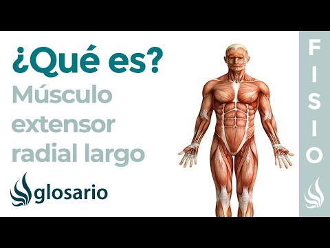 Vídeo: Extensor Carpi Radialis Longus Músculo Origen, Anatomía Y Función - Mapas Corporales
