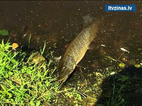 Video: Kāda Veida Zivis Atrodamas Okā