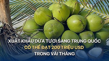 Xuất khẩu dừa tươi sang Trung Quốc có thể đạt 200 triệu USD trong vài tháng tới| VTVMoney