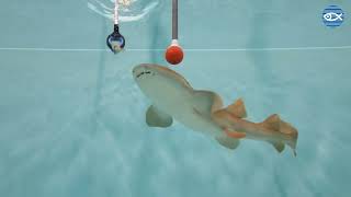 Cirri, the Nurse Shark, joins the Giant Ocean Tank!