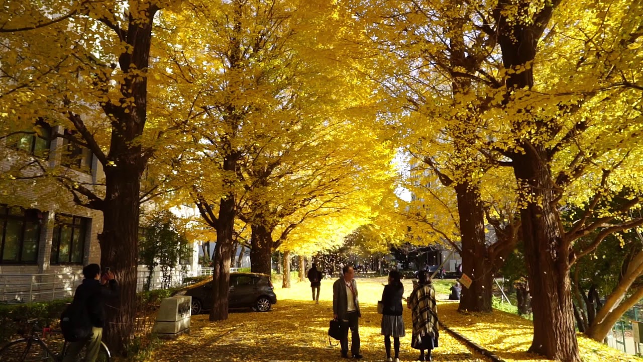 Autumn in University of Tokyo