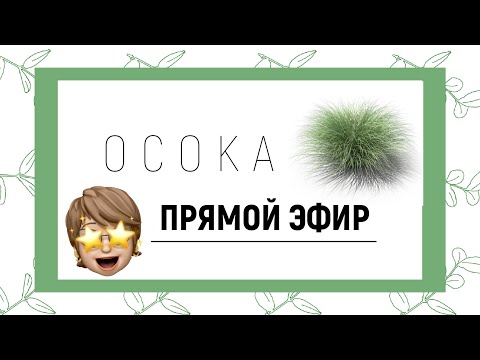 Видео: Странна лисица от осока