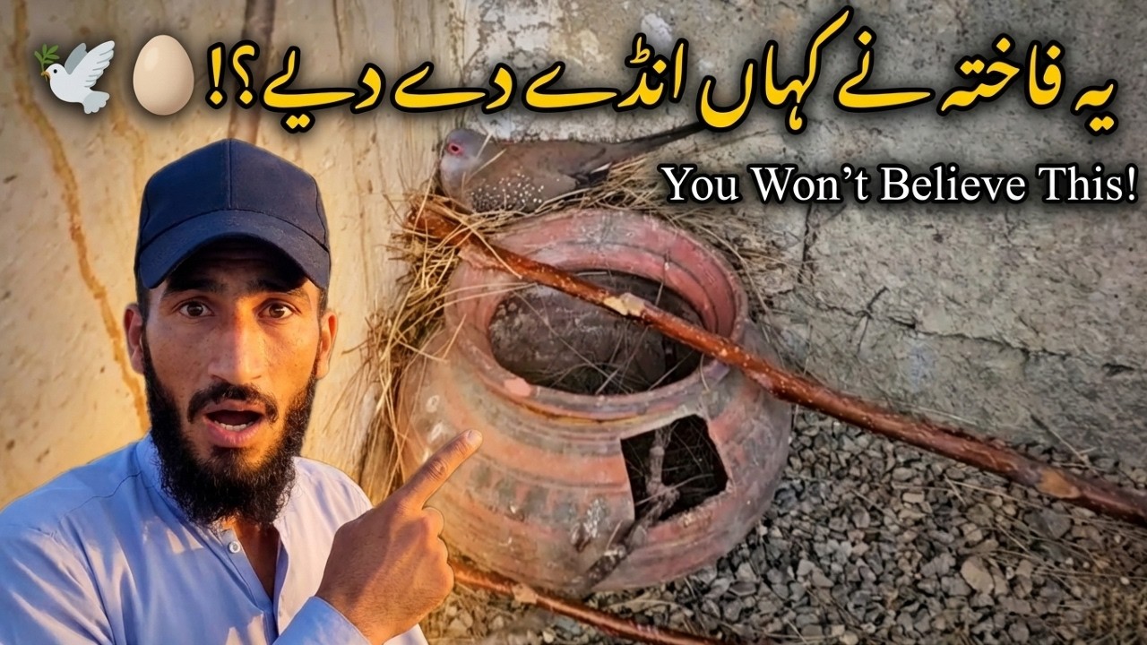 Ye Dove Ne Kahan Ande De Diye?! 🕊️🥚 You Won't Believe This!