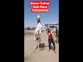 Horse Dance Video घोड़ा डांस वीडियो ट्रेनर कालू राणा 7023209265