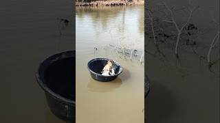 Download Lagu Viral video SokYaa,Sokhaa, Pao \u0026 Mom Are Famous Around The World #shorts MP3