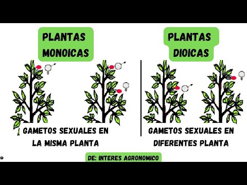 Video: Plantas monoicas: ejemplos