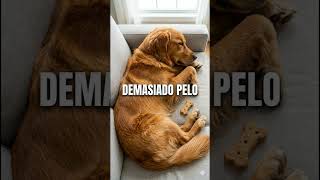 Si tu perro pierde tanto pelo… NO ES NORMAL