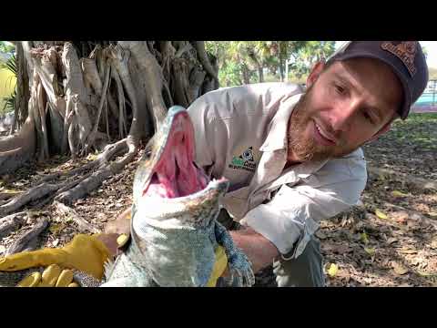 Mexican Spiny Tail Iguana Removal- South Florida-Invasive Species!