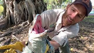 Mexican Spiny Tail Iguana Removal- South Florida-Invasive Species!