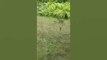 Cobra vs Mongoose - Fight 1 😶 #cobra #mongoose #mongoosevssnake #animals #wild #cute #interesting