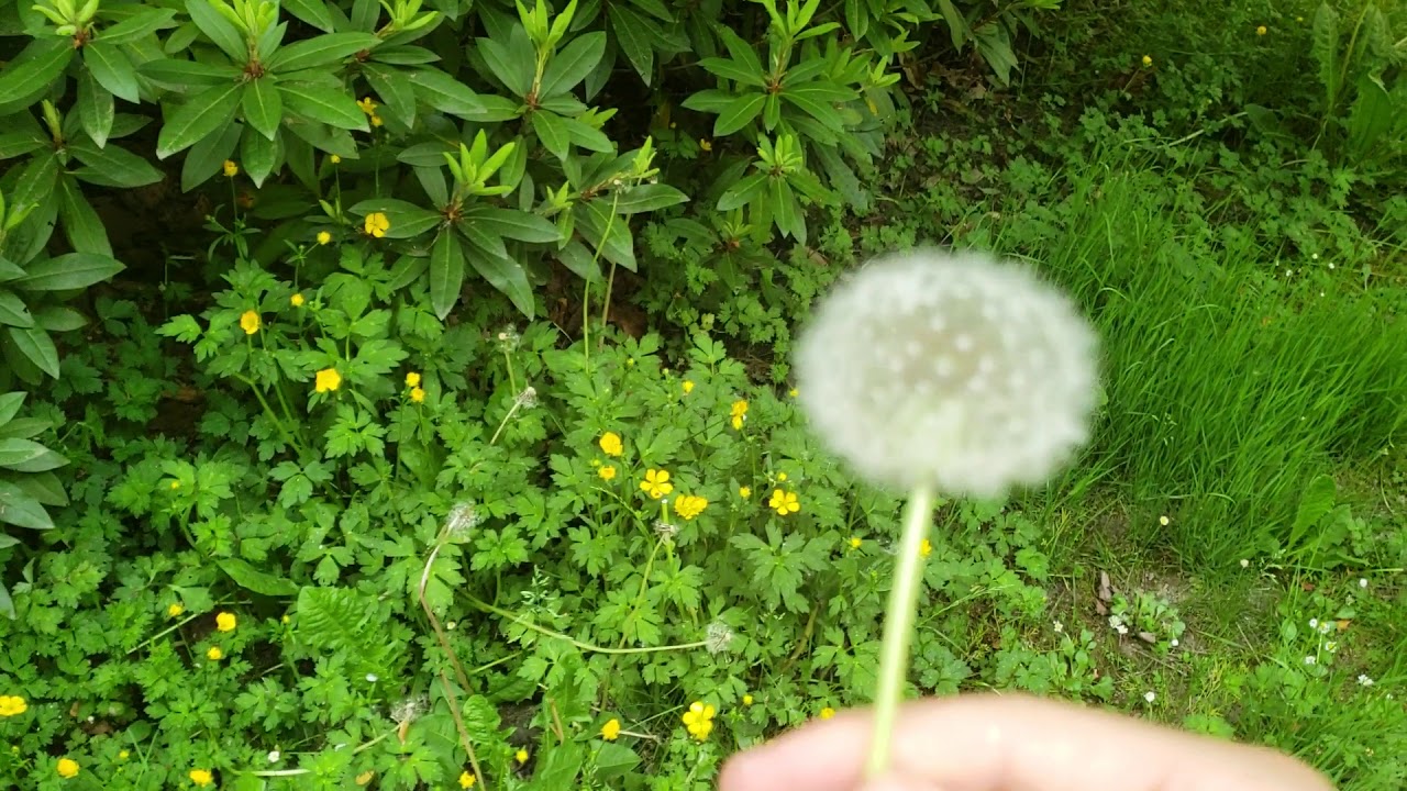 How to Grow Dandelions without a University Degree 