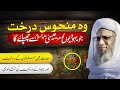 Woh Manhoos Darakht Jo Yahoodiyon Ko Hazrat Isa (A.S.) Se Chupaye Ga