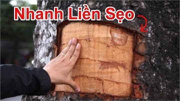 Cách Giúp Cây Nhanh Liền Sẹo Không Cần Mua Thuốc Liền Sẹo Cho Cây / Mẹo Làm Vỏ Cây Liền Sẹo