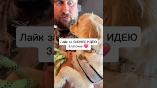 Некоторое время назад - Злата занялась бизнесом 😂 по бартеру... #помощьбездомнымживотным #собака