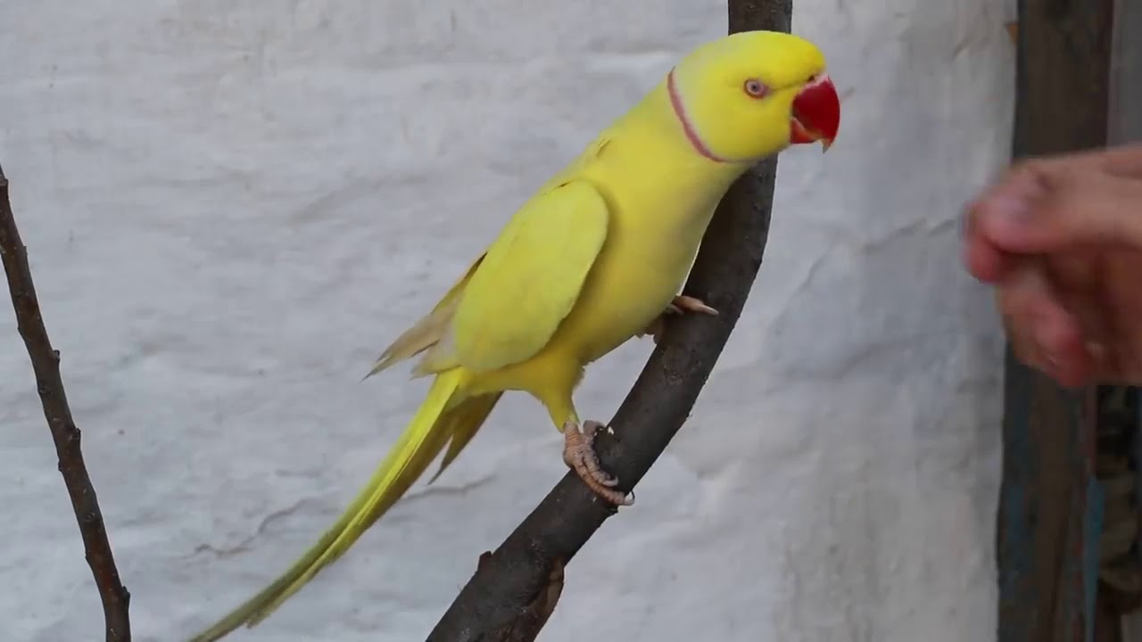 Professor Yellow Ringneck Parrot Karachi ringneckparrot YouTube