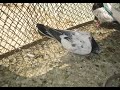 Pigeon Talk Ep19(Pt 2) Kabootaro me salmonella or paratyphoid ki wjha sey sokra, laqwa or uska elaj