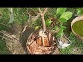 Chatim Tree Bonsai Under Training | Alstonia Scholaris | Devil's Tree Bonsai | Roots Over Rock Tree