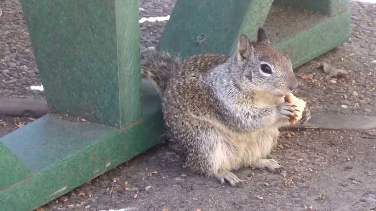 Ground Squirrel eating @ Yosemite National Park - YouTube