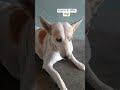 #dog #shorts #trending #trendingshorts #viralvideo #viral #yt #ytshorts