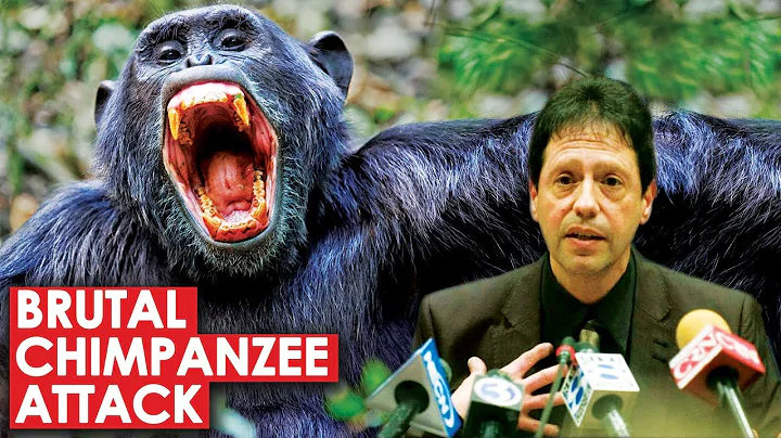 Brutal Chimpanzee Attack and The Cop That Interven...