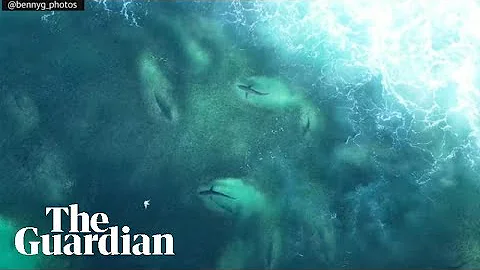 Hundreds of sharks spotted feeding in waters near Byron Bay