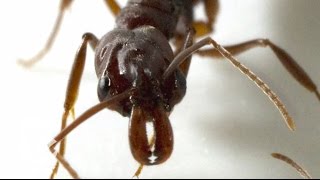 The Great Ant Escape | ScienceTake | The New York Times