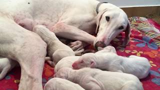 Growing Up Mudhol Hound Puppies | Day 1 to 60 by Vachan N C 153,288 views 4 years ago 4 minutes, 22 seconds