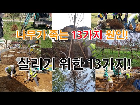 나무를 심었을 때 죽는 고사의 원인 13가지 20210202