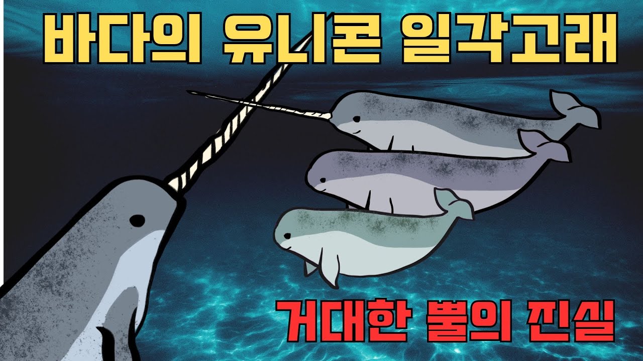 이빨이 뿔처럼 자란다?! 북극 괴물 일각고래의 비밀